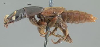 Media type: image;   Entomology 24109 Aspect: habitus lateral view